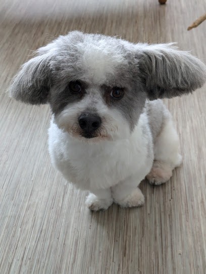 Au Poil Chic, Toiletteur pour Animaux à Lille