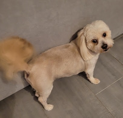 Dog Toilettage, Toiletteur pour Animaux à Uzès