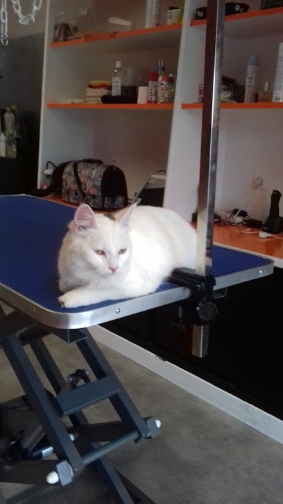 C.dog Ploermel, Toiletteur pour Animaux à Ploërmel