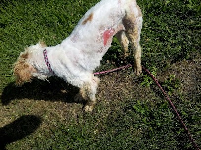 L'atelier du Chien, Toiletteur pour Animaux à Vascoeuil