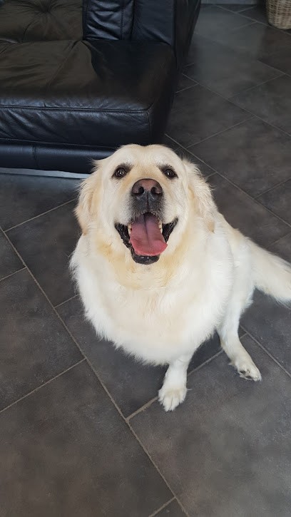 toutoubo- salon de toilettage et massage canin BANTIGNY, Toiletteur pour Animaux à Bantigny
