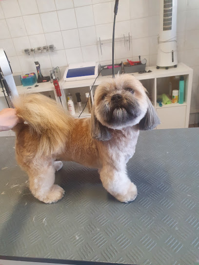 Les Ciseaux De Cléophée Toiletteur Pour Animaux à Bordeaux