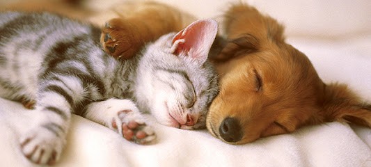 Le Bon Poil, Toiletteur pour Animaux à Villette-d'Anthon