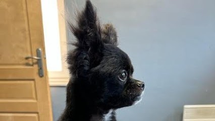 L'écocabot, Toiletteur pour Animaux à Monchecourt