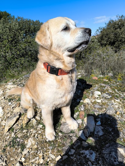 Le Chien de Provence, Toiletteur pour Animaux à Cavaillon