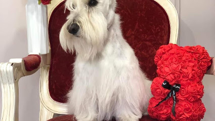 Au Beau Pelage, Toiletteur Pour Animaux à Remoulins