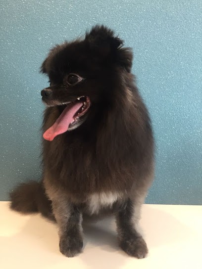 Toutou Doux, Toiletteur pour Animaux à Maizières-lès-Metz