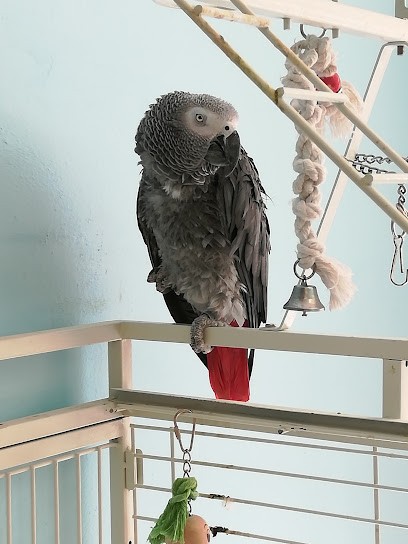 Etienne Loic Guy, Toiletteur pour Animaux à Revin