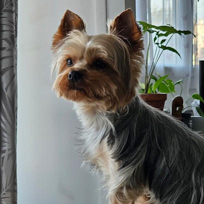 DOUG Toilettage & Shop, Toiletteur pour Animaux aux Lilas