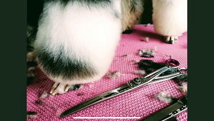 Bulles De Savon, Toiletteur pour Animaux au Mêle-sur-Sarthe