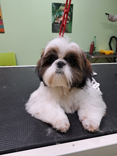 L'Isle Aux Toutous, Toiletteur pour Animaux à L'Isle-Jourdain