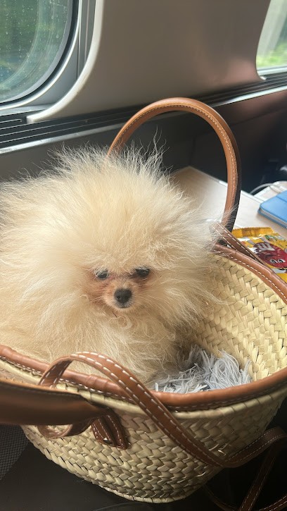 Art Dog Toilettage, Toiletteur pour Animaux à Saint-Raphaël