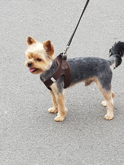 Pil Poil, Toiletteur pour Animaux à Saint-Gilles-Croix-de-Vie