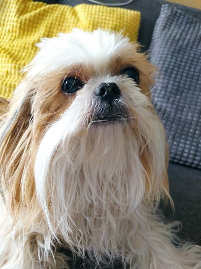 Toutounet Toilettage, Toiletteur pour Animaux à Tourcoing