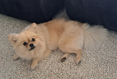 Chaussepied Catherine, Toiletteur pour Animaux à Villelaure