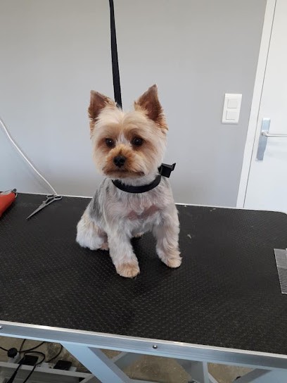 Esprit Canin - Toilettage et petsitting SOSPEL, Toiletteur pour Animaux à Sospel