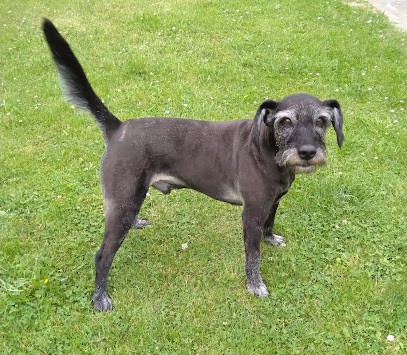 Croq poil, Toiletteur pour Animaux à Conty