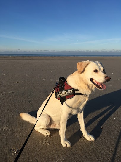François Toilettage, Toiletteur pour Animaux à Houdain