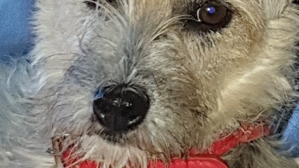 Toilettage leucate Ô POILS, Toiletteur pour Animaux à Leucate