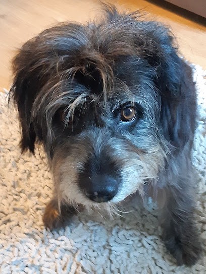 Maison Du Toilettage, Toiletteur pour Animaux à Monflanquin