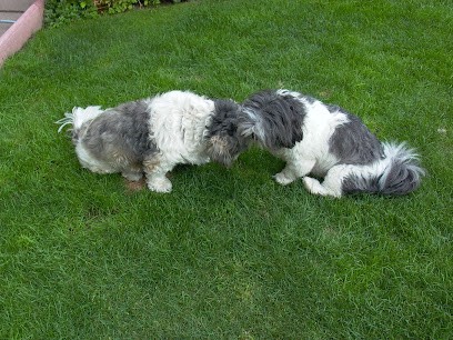 Esthéty Chien Sabine Lefort, Toiletteur pour Animaux à Pont-à-Mousson