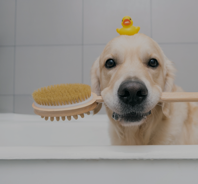 Domaine Des Sallèses, Élevage, Pension Canine, Toilettage Toiletteur Pour Animaux à Villeneuve-de-la-Raho