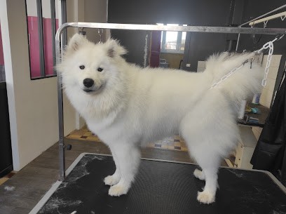 Au Bain Toutou, Toiletteur pour Animaux aux Monts d'Aunay