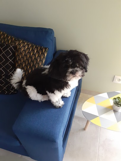 Le Petit Caboch Art, Toiletteur pour Animaux à Chaumont