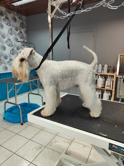 Poils O Volcan - Salon De Toilettage Canin Toiletteur Pour Animaux à Cournon-d'Auvergne