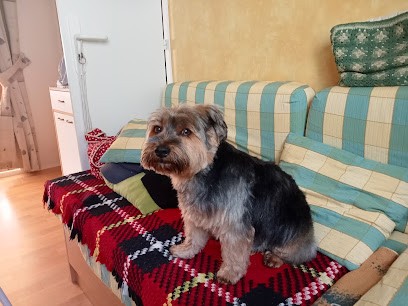 Cani Look, Toiletteur pour Animaux à Saint-Michel-Chef-Chef