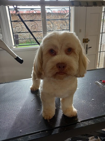 Latelier De Joy, Toiletteur pour Animaux à Lanvollon