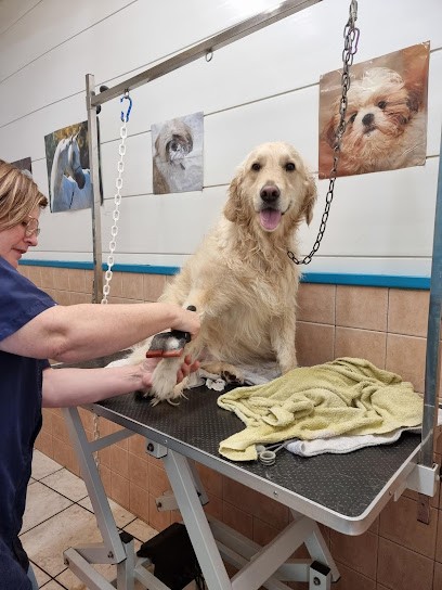Aristo'Chiens, Toiletteur pour Animaux à Thiers