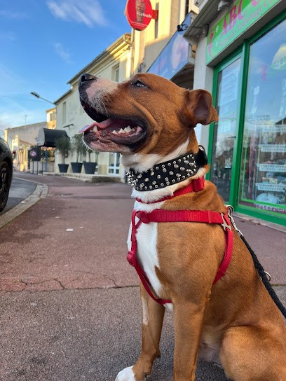 Abc Canin, Toiletteur pour Animaux à Langon