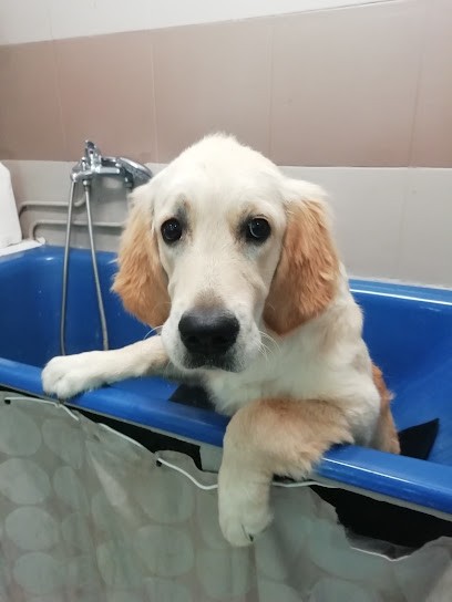 Profil Canin, Toiletteur pour Animaux à La Celle-Saint-Cloud