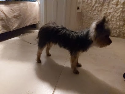 Isis Toilettage, Toiletteur pour Animaux à Montrichard Val de Cher