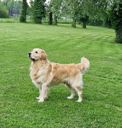 Les Créations De Sisu Toilettage, Toiletteur pour Animaux à Lestrem