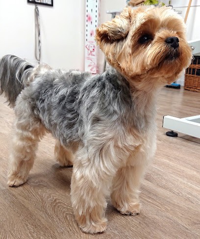 Net'patoune, Toiletteur pour Animaux à Pourrières