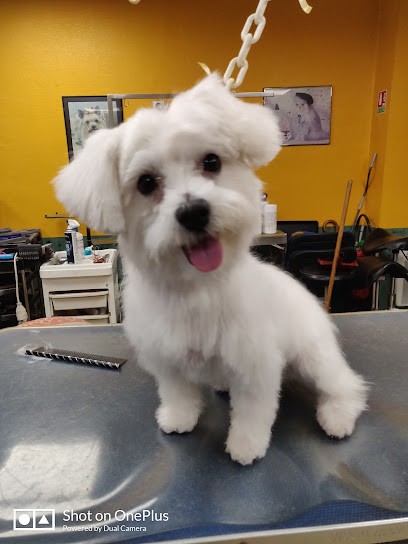 La Cabotière, Toiletteur pour Animaux à Lille