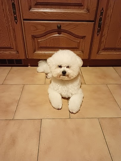 Le Bichon Mignon, Toiletteur pour Animaux à Pierrelatte