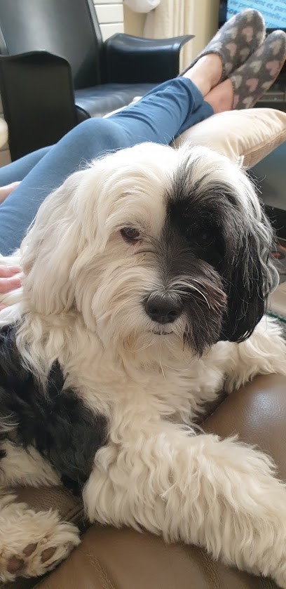 Au Poil, Toiletteur pour Animaux au Vésinet