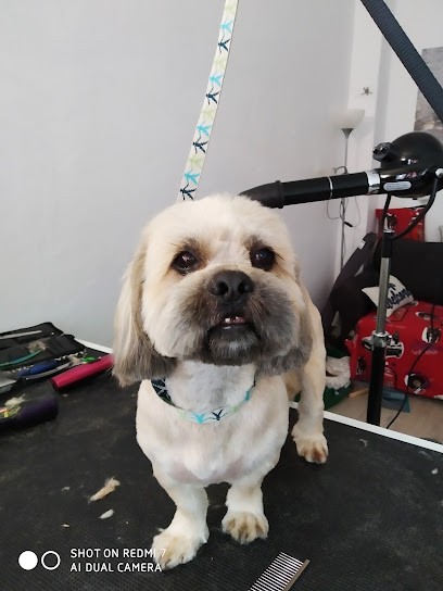 Zen Dog, Toiletteur pour Animaux à Villeurbanne