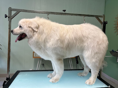 K-Bo Salon De Toilettage, Toiletteur Pour Animaux au Poujol-sur-Orb