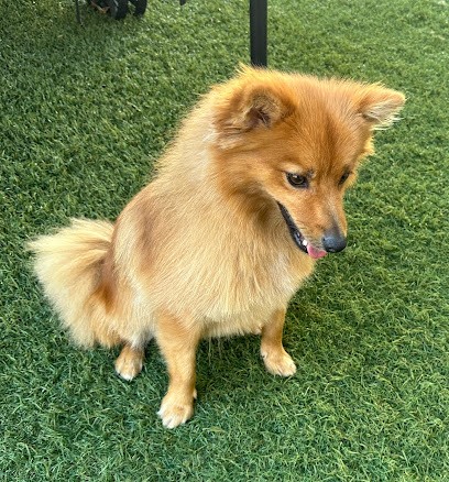 Animo Toubo, Toiletteur pour Animaux à Saint-Jean-de-Védas