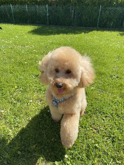 Élégance Canine & Féline, Toiletteur pour Animaux à Longueil-Annel