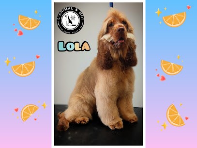 L'Animal & Moi, Toiletteur pour Animaux à Amélie-les-Bains-Palalda