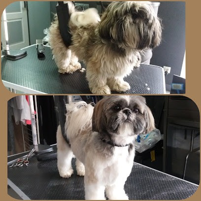 Toutou Barbu - Toiletteur, Toiletteur pour Animaux à Souchez