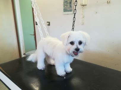 Absolument-Chien, Toiletteur pour Animaux à Pia