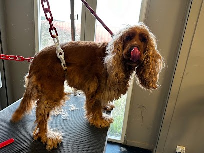 Joy's Toilettage, Toiletteur pour Animaux à Trets