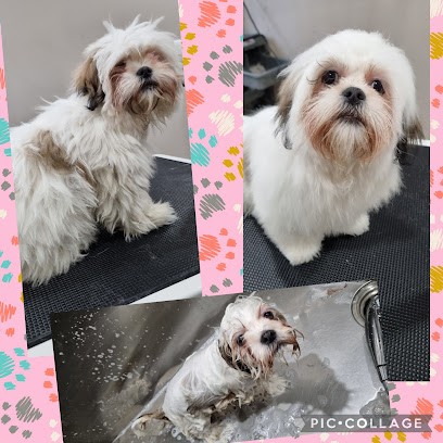 Styl'Toutou, Toiletteur pour Animaux à Niedermodern