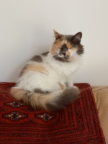 Oh My Dog ! Toilettage, Toiletteur pour Animaux à Dieppe